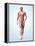 Muscular System-Roger Harris-Framed Premier Image Canvas