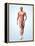 Muscular System-Roger Harris-Framed Premier Image Canvas