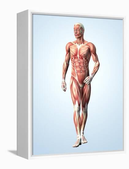 Muscular System-Roger Harris-Framed Premier Image Canvas