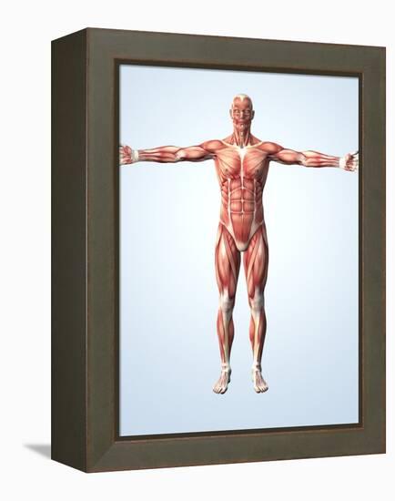 Muscular System-Roger Harris-Framed Premier Image Canvas