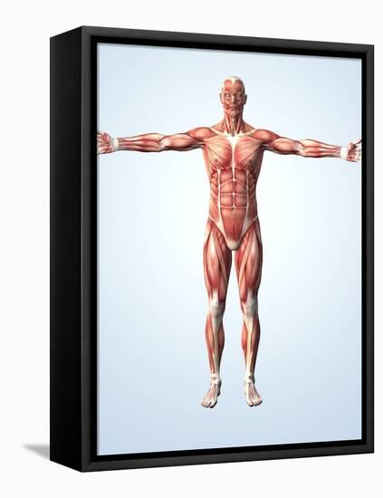 Muscular System-Roger Harris-Framed Premier Image Canvas