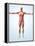 Muscular System-Roger Harris-Framed Premier Image Canvas