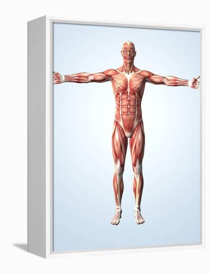 Muscular System-Roger Harris-Framed Premier Image Canvas