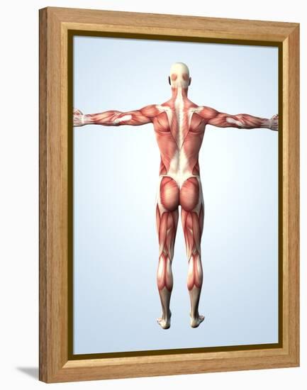 Muscular System-Roger Harris-Framed Premier Image Canvas