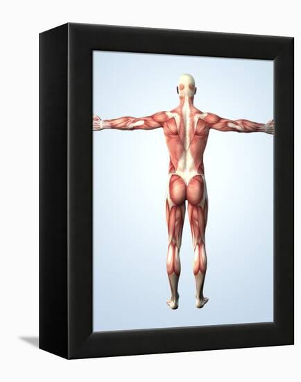 Muscular System-Roger Harris-Framed Premier Image Canvas