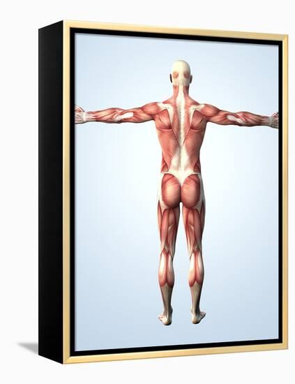 Muscular System-Roger Harris-Framed Premier Image Canvas