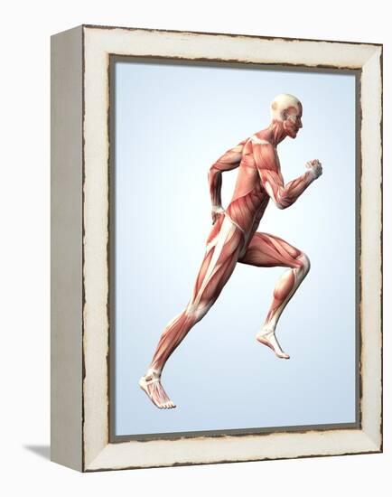 Muscular System-Roger Harris-Framed Premier Image Canvas