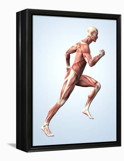 Muscular System-Roger Harris-Framed Premier Image Canvas