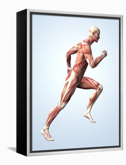 Muscular System-Roger Harris-Framed Premier Image Canvas