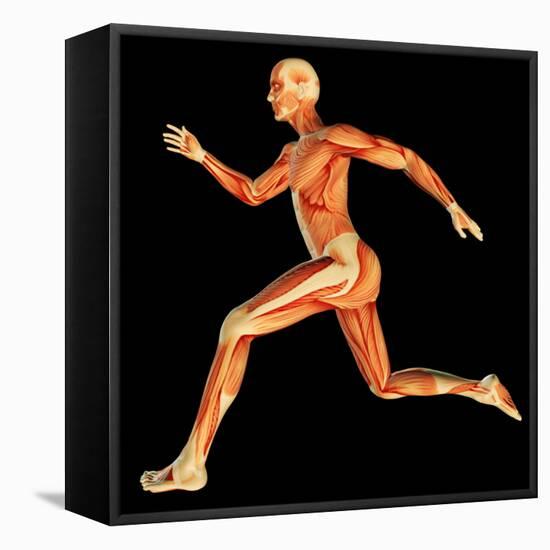 Muscular System-PASIEKA-Framed Premier Image Canvas