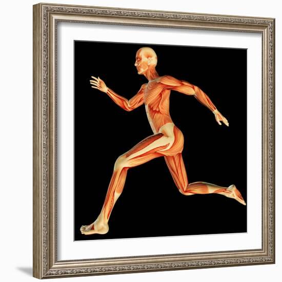 Muscular System-PASIEKA-Framed Premium Photographic Print