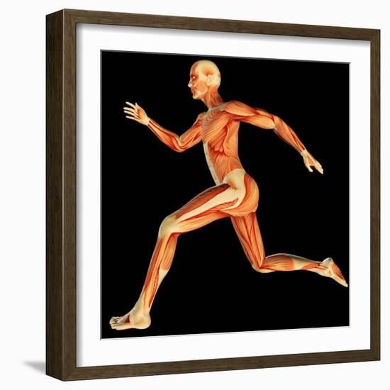 Muscular System-PASIEKA-Framed Premium Photographic Print