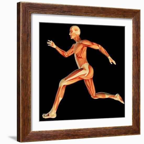 Muscular System-PASIEKA-Framed Premium Photographic Print