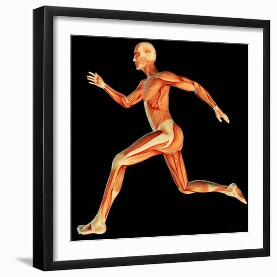 Muscular System-PASIEKA-Framed Premium Photographic Print