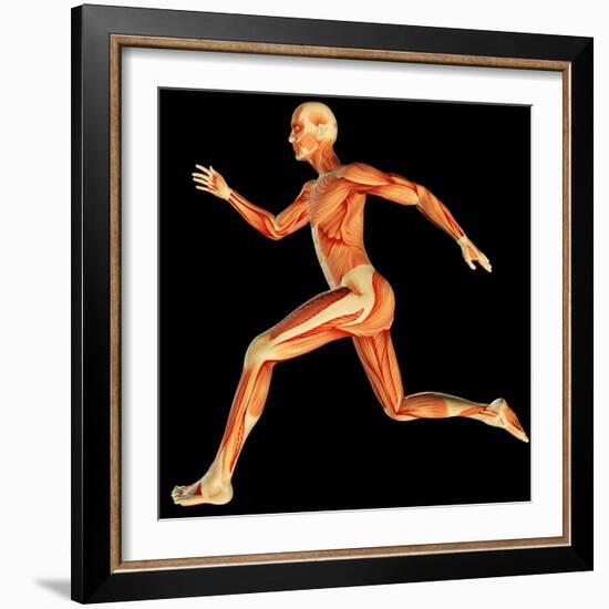 Muscular System-PASIEKA-Framed Premium Photographic Print