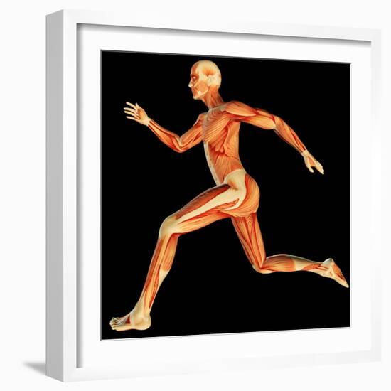 Muscular System-PASIEKA-Framed Premium Photographic Print