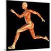 Muscular System-PASIEKA-Mounted Premium Photographic Print