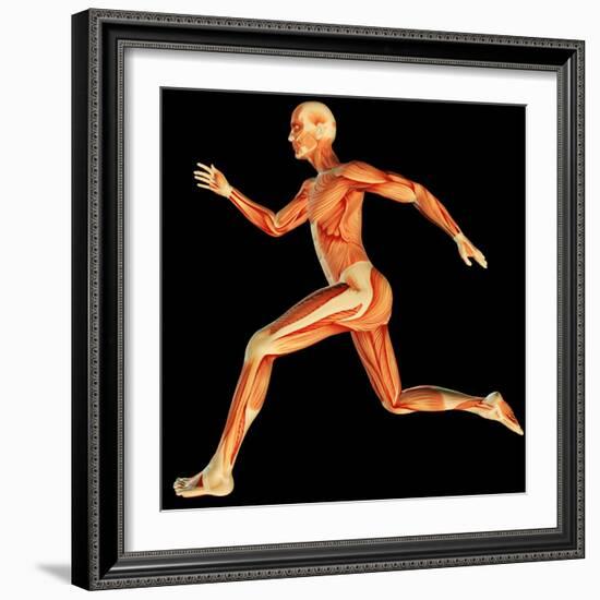 Muscular System-PASIEKA-Framed Premium Photographic Print