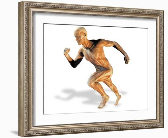 Muscular System-Victor Habbick-Framed Photographic Print