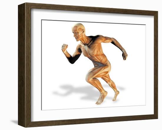 Muscular System-Victor Habbick-Framed Photographic Print