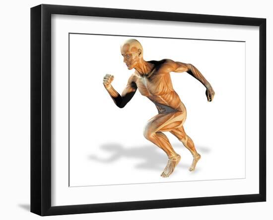 Muscular System-Victor Habbick-Framed Photographic Print