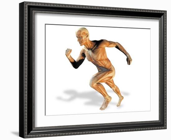 Muscular System-Victor Habbick-Framed Photographic Print