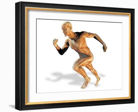 Muscular System-Victor Habbick-Framed Photographic Print