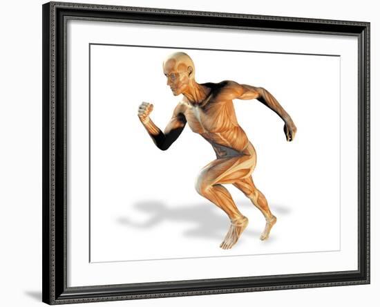 Muscular System-Victor Habbick-Framed Photographic Print