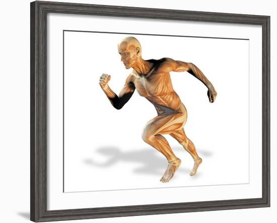 Muscular System-Victor Habbick-Framed Photographic Print