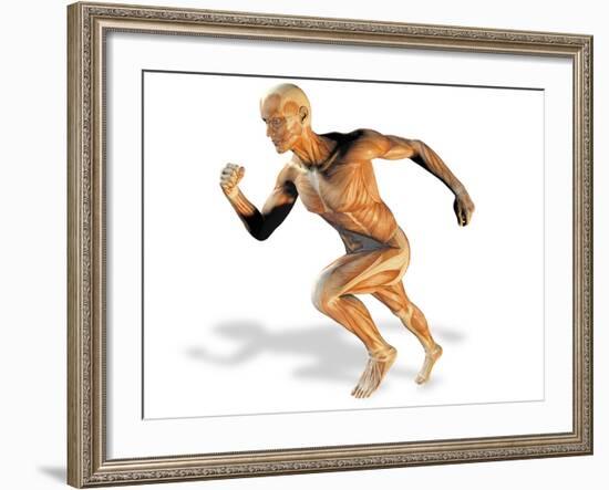 Muscular System-Victor Habbick-Framed Photographic Print