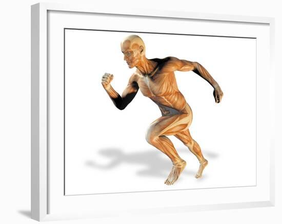 Muscular System-Victor Habbick-Framed Photographic Print