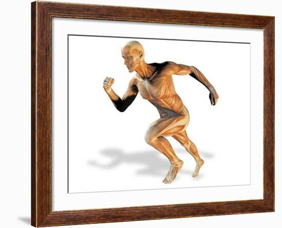 Muscular System-Victor Habbick-Framed Photographic Print