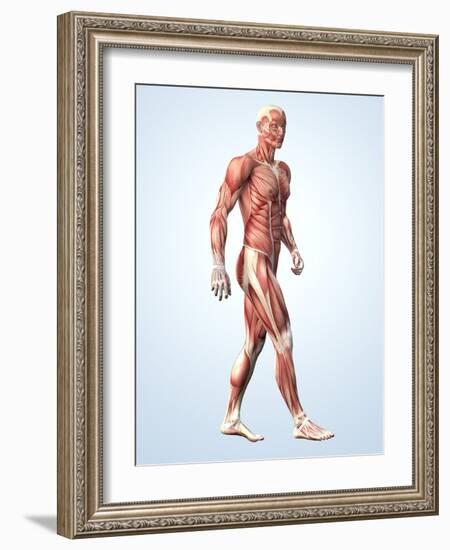 Muscular System-Roger Harris-Framed Photographic Print