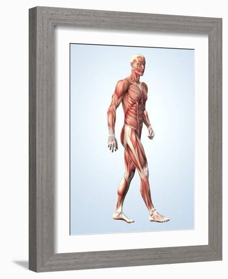 Muscular System-Roger Harris-Framed Photographic Print