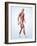 Muscular System-Roger Harris-Framed Photographic Print