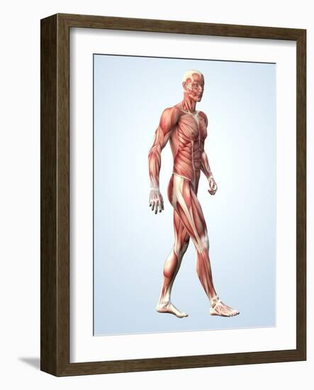 Muscular System-Roger Harris-Framed Photographic Print