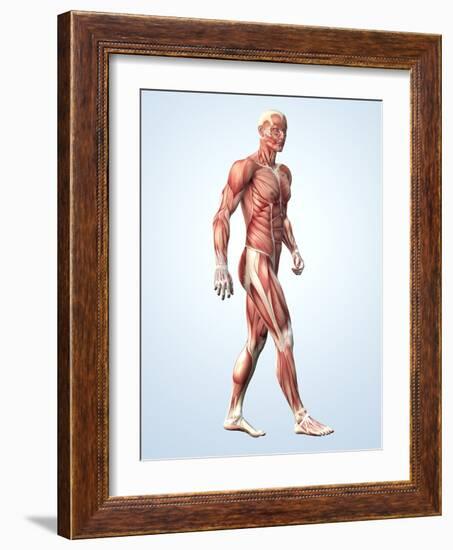 Muscular System-Roger Harris-Framed Photographic Print