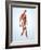 Muscular System-Roger Harris-Framed Photographic Print