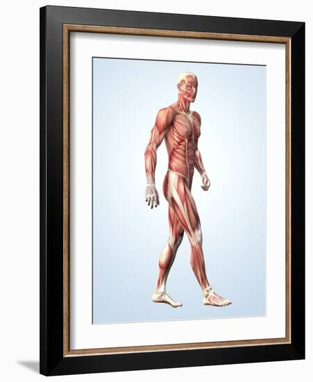 Muscular System-Roger Harris-Framed Photographic Print