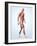 Muscular System-Roger Harris-Framed Photographic Print