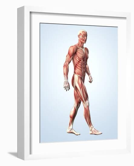 Muscular System-Roger Harris-Framed Photographic Print