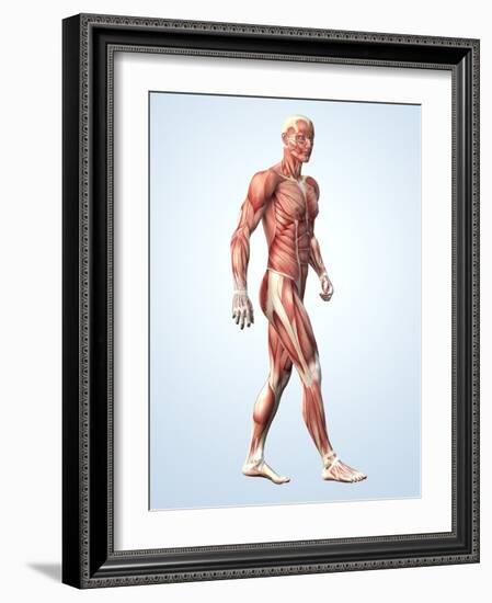 Muscular System-Roger Harris-Framed Photographic Print