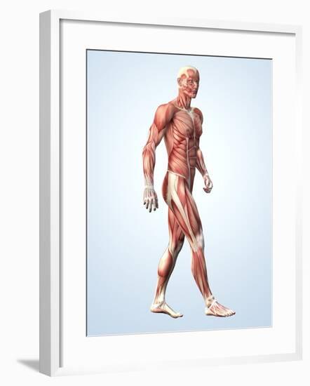 Muscular System-Roger Harris-Framed Photographic Print