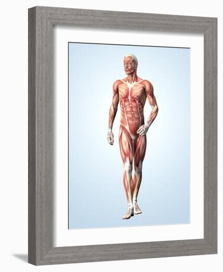 Muscular System-Roger Harris-Framed Photographic Print