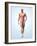 Muscular System-Roger Harris-Framed Photographic Print