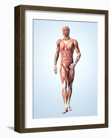 Muscular System-Roger Harris-Framed Photographic Print