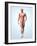 Muscular System-Roger Harris-Framed Photographic Print