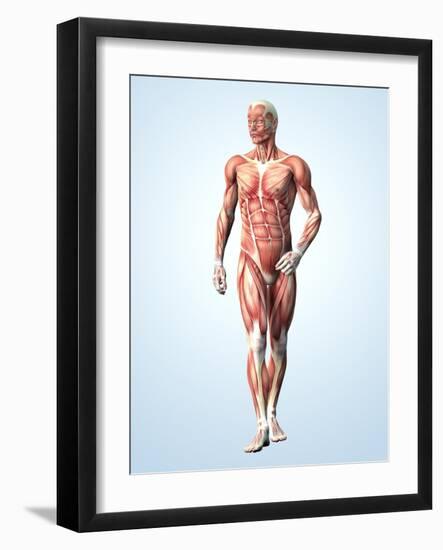 Muscular System-Roger Harris-Framed Photographic Print