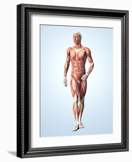 Muscular System-Roger Harris-Framed Photographic Print