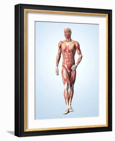 Muscular System-Roger Harris-Framed Photographic Print